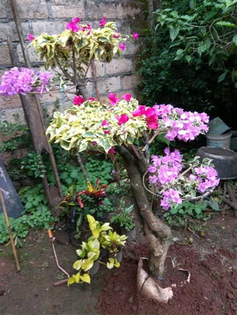 Membentuk pokok bunga kertas bougenville menjadi bonsai. Menakjubkan 24+ Gambar Pokok Bonsai Bunga Kertas - Gambar ...