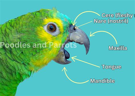 How Parrots Swallow And Beak Anatomy Poodles And Parrots