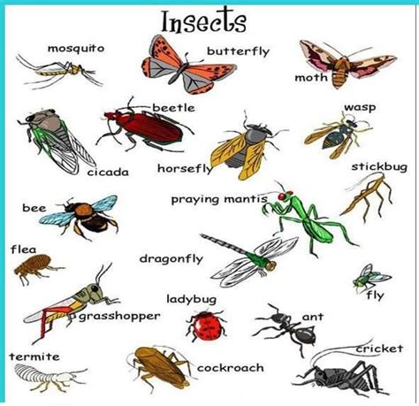 Insects Learn English English Vocabulary Vocabulary