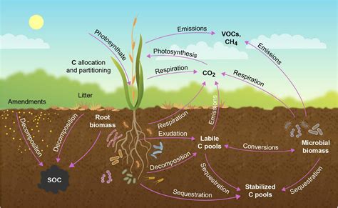 Frontiers Crops For Carbon Farming