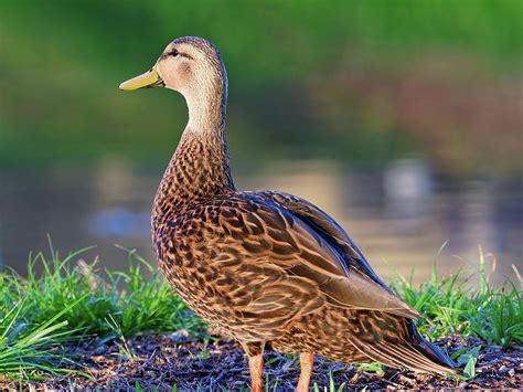 Mottled Duck By Lake Photograph By Jill Nightingale