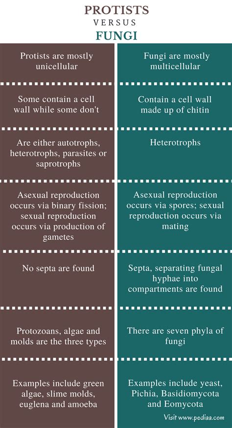 Difference Between Protists And Fungi Characteristics Classification