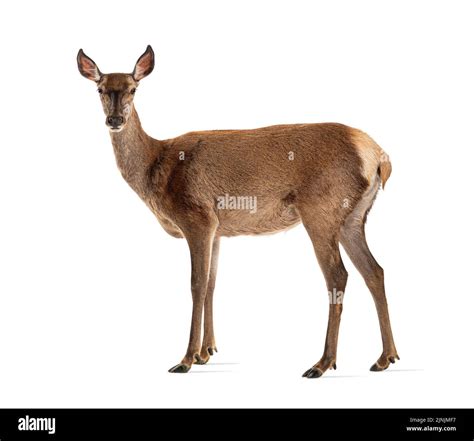 Deer Facing To Camera Cut Out Stock Images And Pictures Alamy