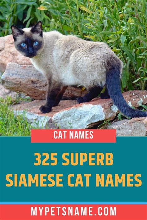 Siamese Cat Names Siamese Cats Cat Names Siamese