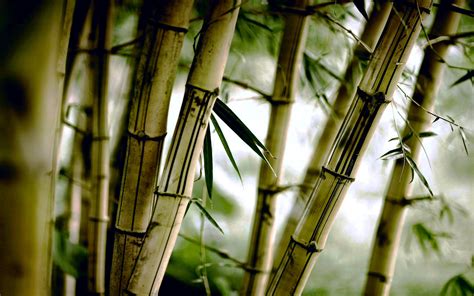 Bamboo Hd Wallpapers Top Hình Ảnh Đẹp