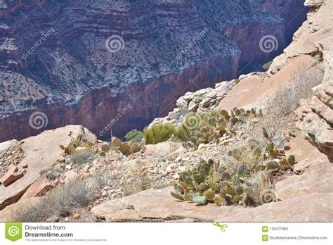 Cactus Of The Grand Canyon Stock Photo Image Of Grand 120477964