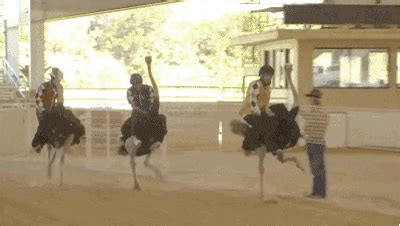 Riding Ostrich Gif Find On Gifer