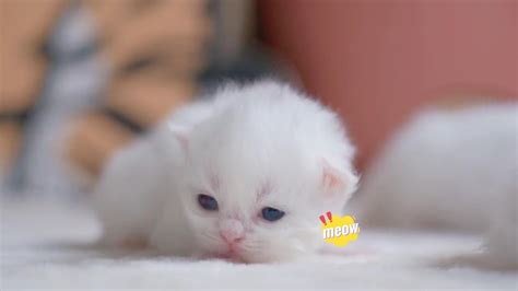 The Cutest Cats And Tiny Kittens Meowing Compilation 2022 Newborn