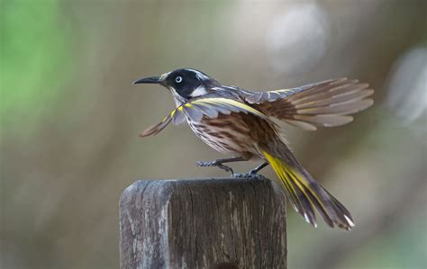 Forest Birds Of Western Australia Talkemount