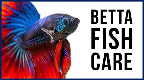 How To Care For Your New Betta Fish Youtube