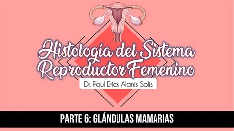 Histología Del Sistema Reproductor Femenino 6 Glándula Mamaria Youtube