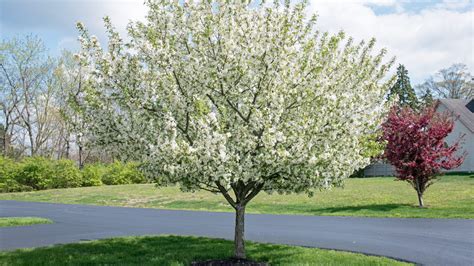 20 Types Of Crabapple Trees You Can Grow In Your Yard