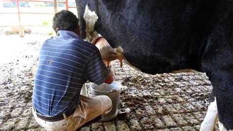 Como Se Orde A Una Vaca Lechera Campesino De Donde Sale La Leche De La