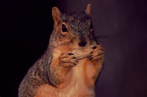 Eating Squirrel Photograph By Daniel Martinez Fine Art America