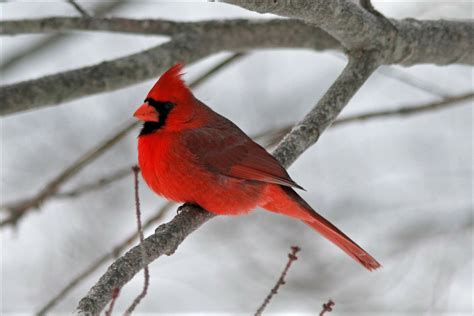 Cardinal On Tree Branch In Winter