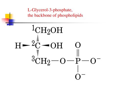 Glycerol Phosphate