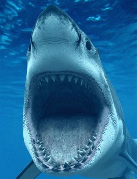 Great White Shark Deep Blue Incredible Footage Captures