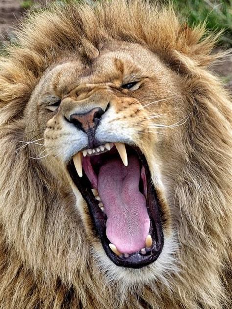 Roaring Lion At Yorkshire Wildlife Park By Gerald Robinson Wild