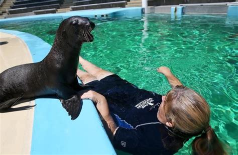 Find Out What The Best Marine Animal Jobs Are Marine Animals Marine