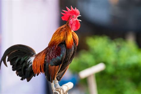 Rooster Crowing Sound What It Means And When To Expect It Know Your Chickens