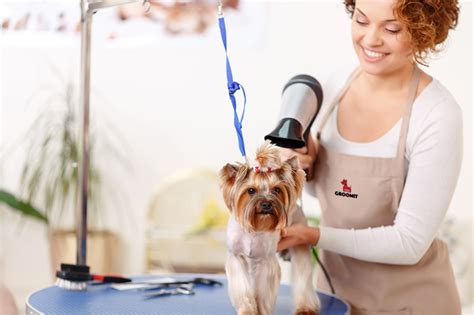 Do You Groom Your Pet Yourself Find Out The Benefits That Come With