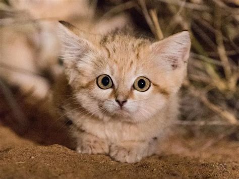 Watch First Video Of Sand Cat Kittens Romping In The Wild Smart News