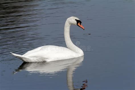White Swan On Blue Water Of The Lake Stock Image Image Of Swan Pair