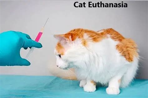 How To Euthanize A Cat With Over The Counter Drugs 2 Easy Ways