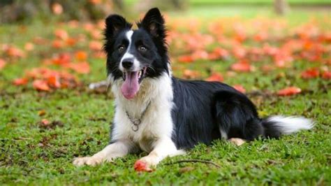 Bcrofmn Border Collies Club