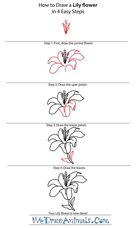 How To Draw A Lily Flower