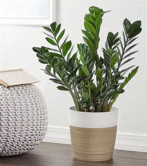 How To Care For Zz Plant Zamioculcas Zamiifolia The Ultimate Guide