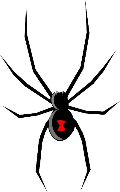 Black Widow Spider Insect Free Vector Graphic On Pixabay