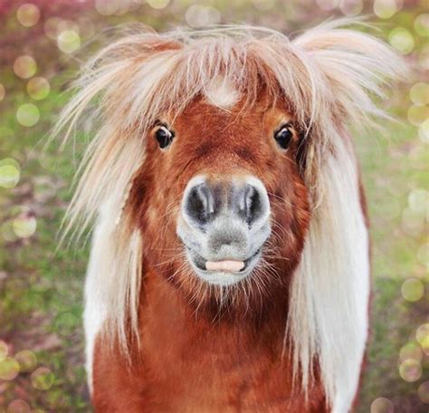 Image Result For Funny Mini Horses Funny Horses Funny Horse Pictures