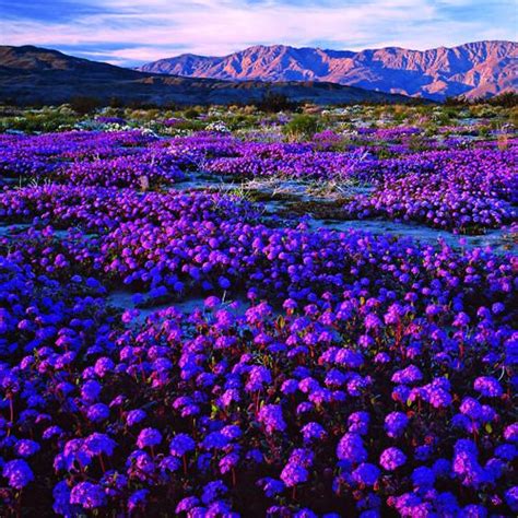 Southern Californias Desert Glory Purple Wildflowers Wild Flowers