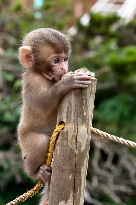 Baby Monkey Climbing Andy Delcambre Flickr