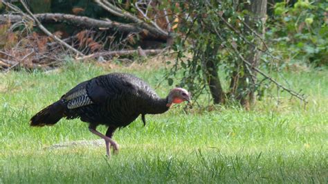 Wild Turkey Markeisingbirding