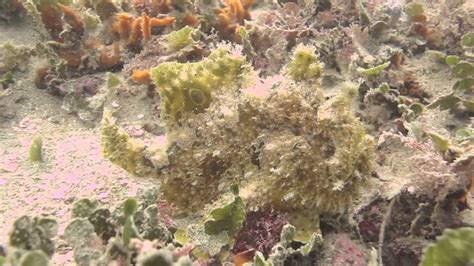 Ocellated Frogfish Gulf Of Mexico Clearwater Florida Ledge Youtube