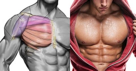 How To Get Pecs Quickly Top Chest Muscle Building Exercises