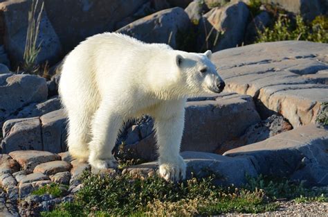 Natural Habitat Churchill Polar Bears Part 4