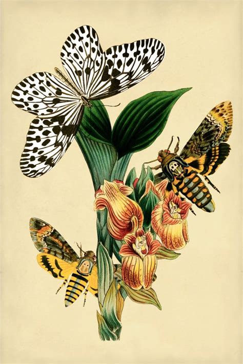 Botanical Print Botanical Poster Butterfly Print Etsy Butterfly Art