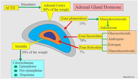 Adrenal Glands Release Which Hormone
