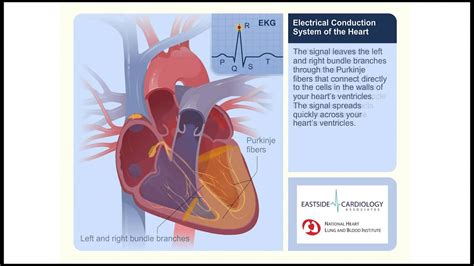 Electrical Conduction System Of The Heart In Relation Doovi