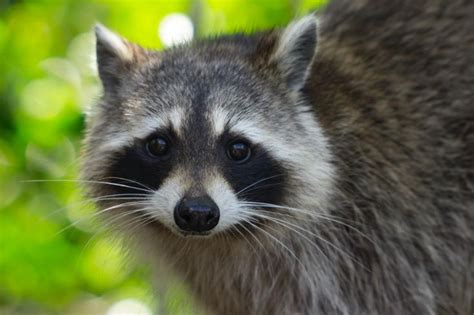 Man Saves Raccoon From Being Chased By A Dog And The Unexpected Happens
