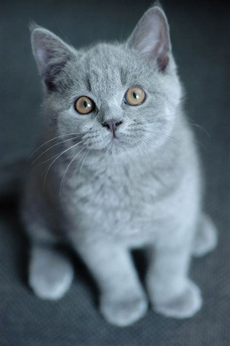471 Best Images About Cats British Shorthair On Pinterest