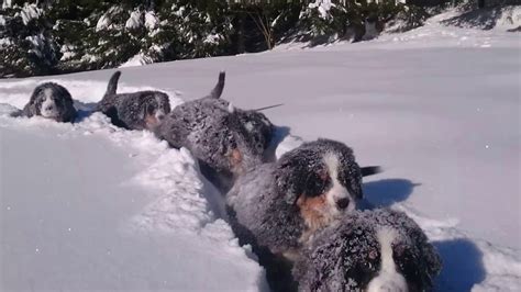Time For Fun In The Snow 😀 Puppies Bernese Mountain Dog 12