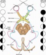 Visual Nerve Pathway