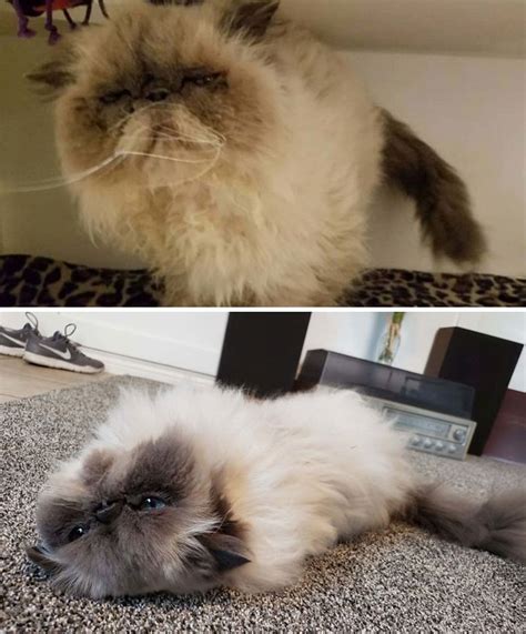 Acc is a 501(c)(3) nonprofit, and is the the aspca onyx and breezy shefts adoption center, located at 424 e 92nd st in manhattan (between 1st and york avenues) is open monday through. 75 Owners share photos of their cat's amazing ...