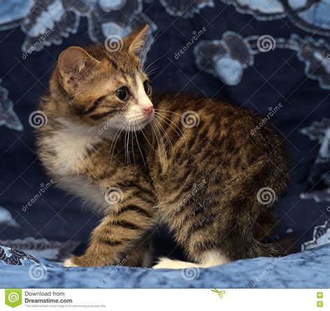 A Little Scared Striped Brown And White Kitten Stock Image Image Of