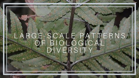 See Large Scale Patterns Of Biological Diversity Youtube