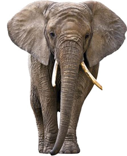 Elephant Png